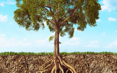 The Role of Soil Amendments: When and How to Improve Your Soil for Long-Term Success