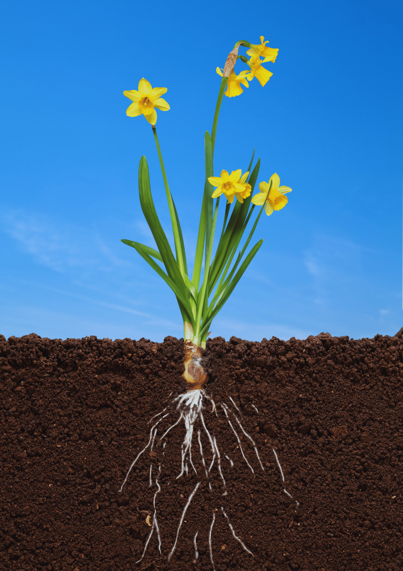daffodil root system