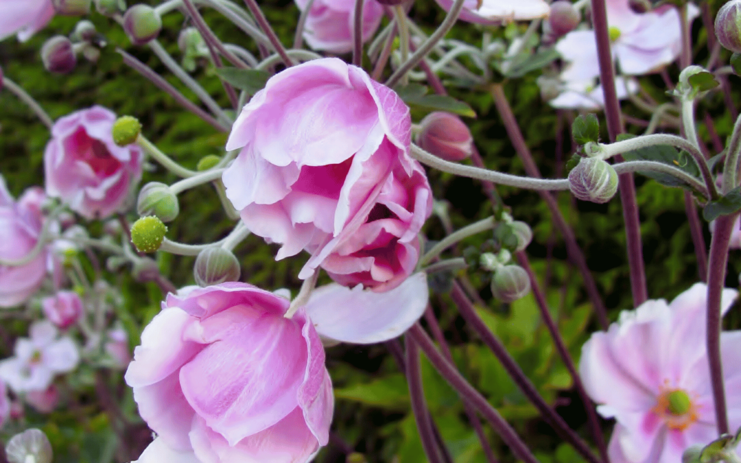 Garden Design for All Seasons: Planting for a Continuous Year-Round Display