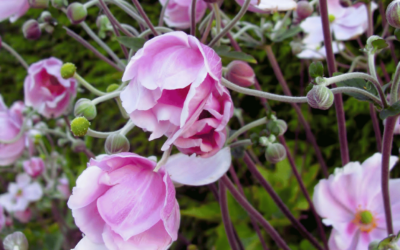 Garden Design for All Seasons: Planting for a Continuous Year-Round Display