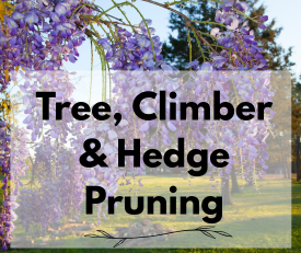 tree, climber and hedge pruning tree, climber and hedge pruning