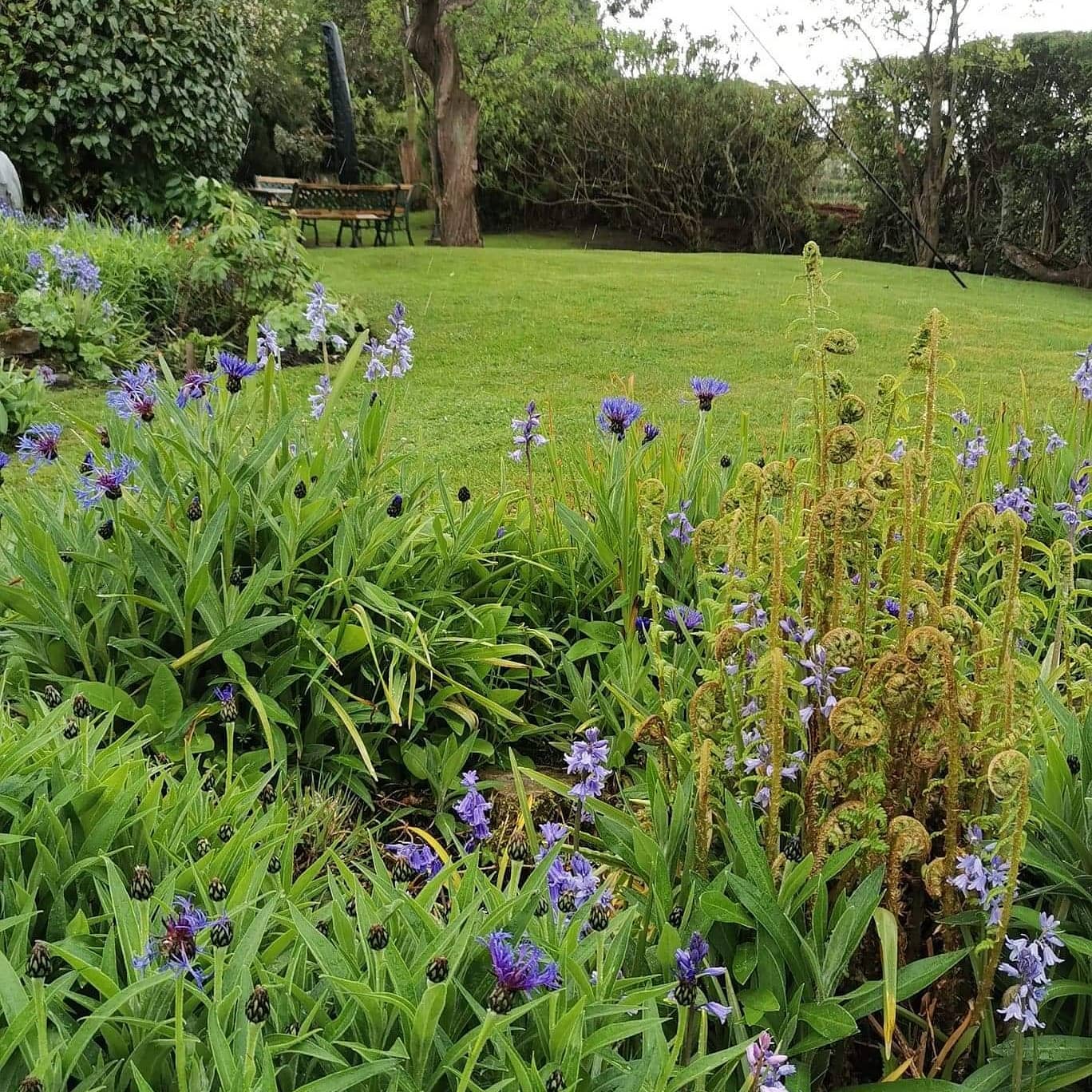 Well maintained cottage garden garden maintenance