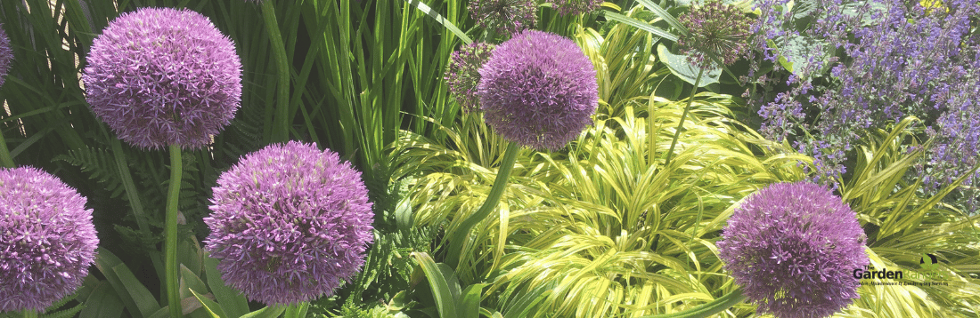 allium bulb planting