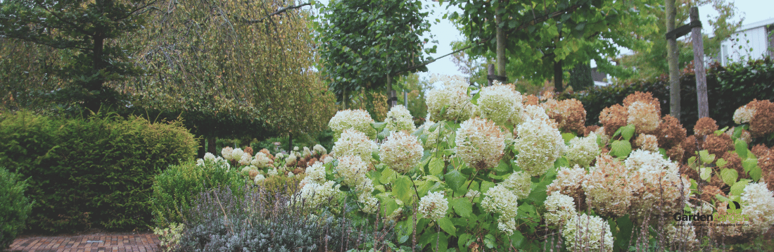autumn hydrangea annabelle