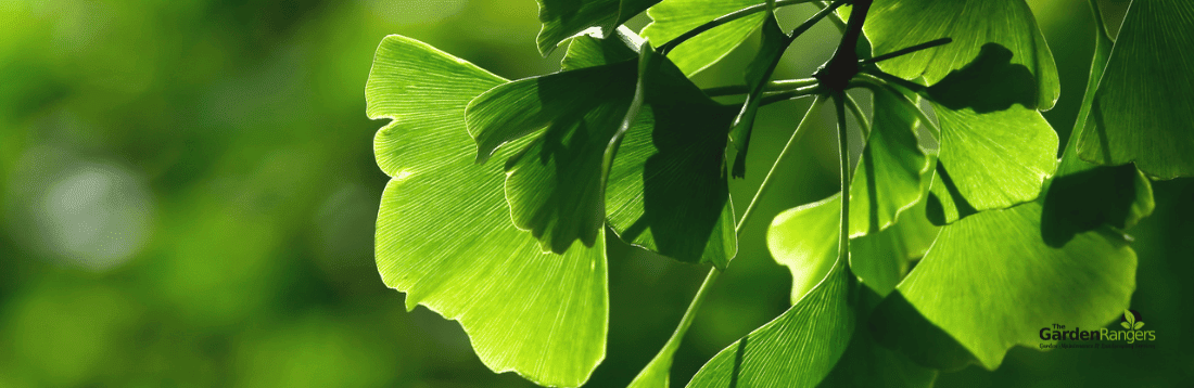 gingko tree