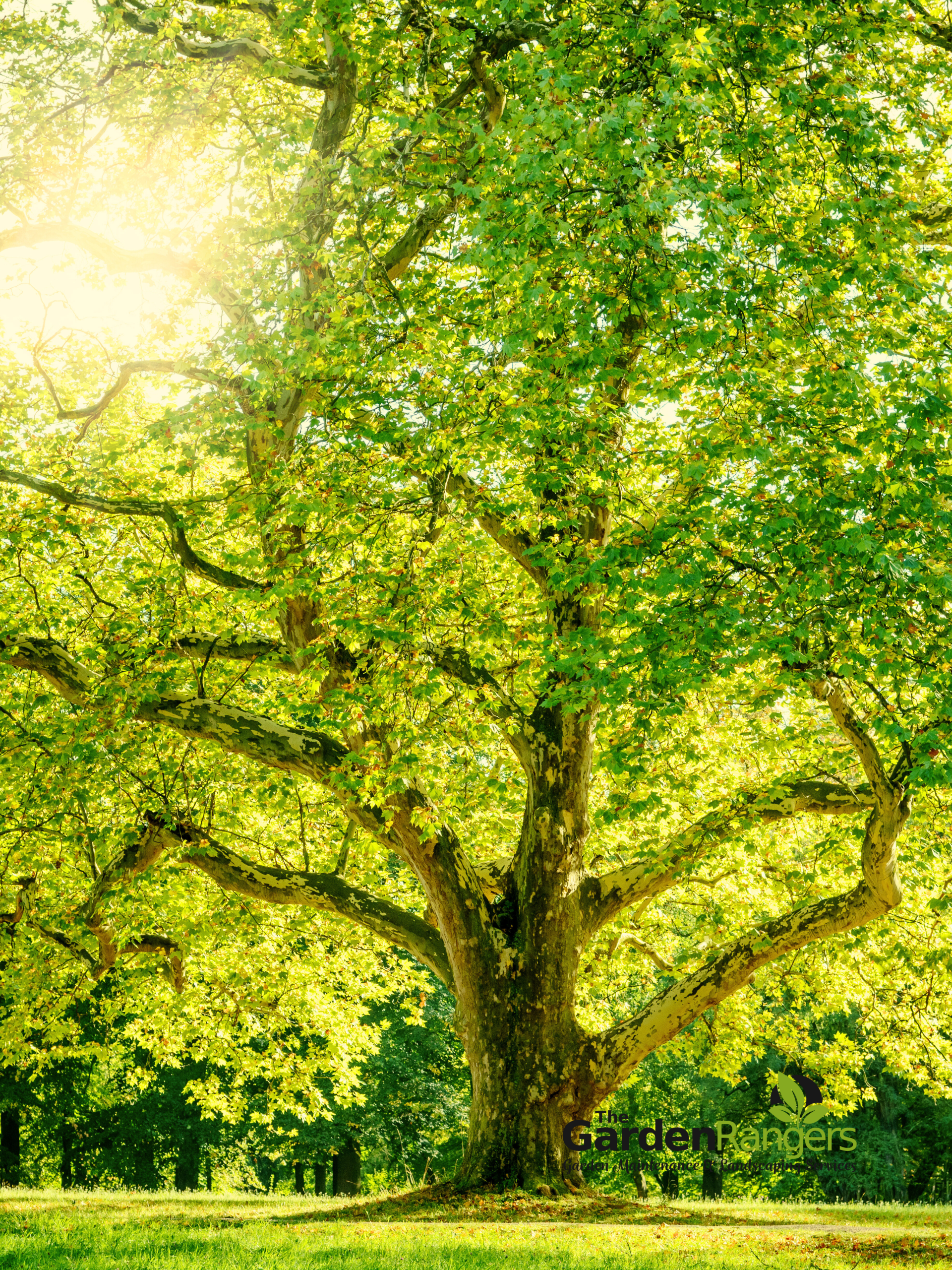 garden restoration techniques