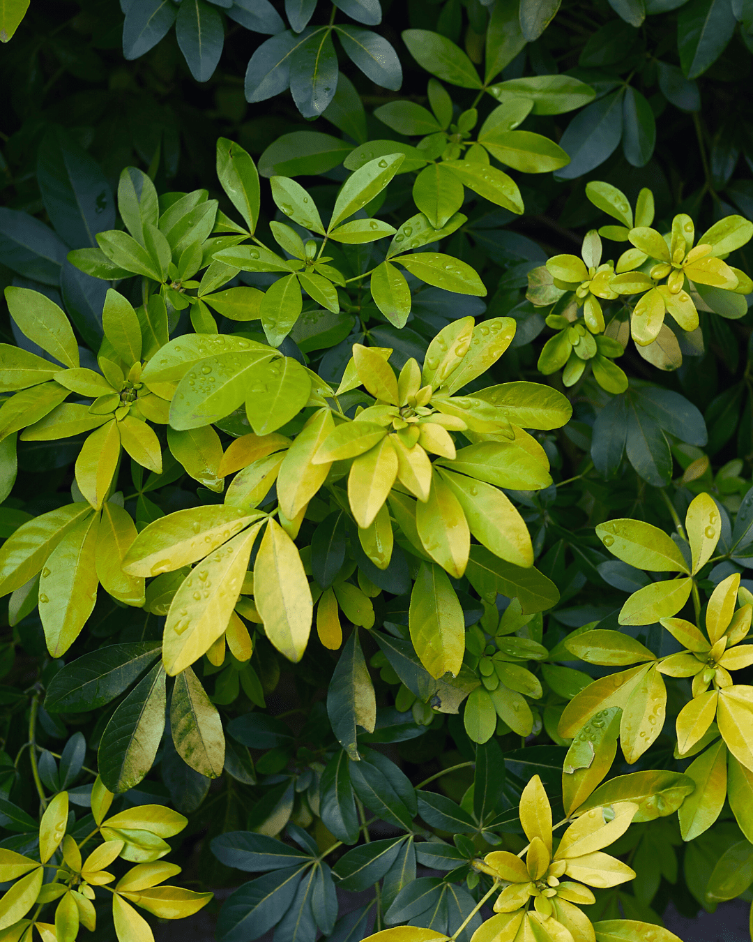 garden restoration techniques