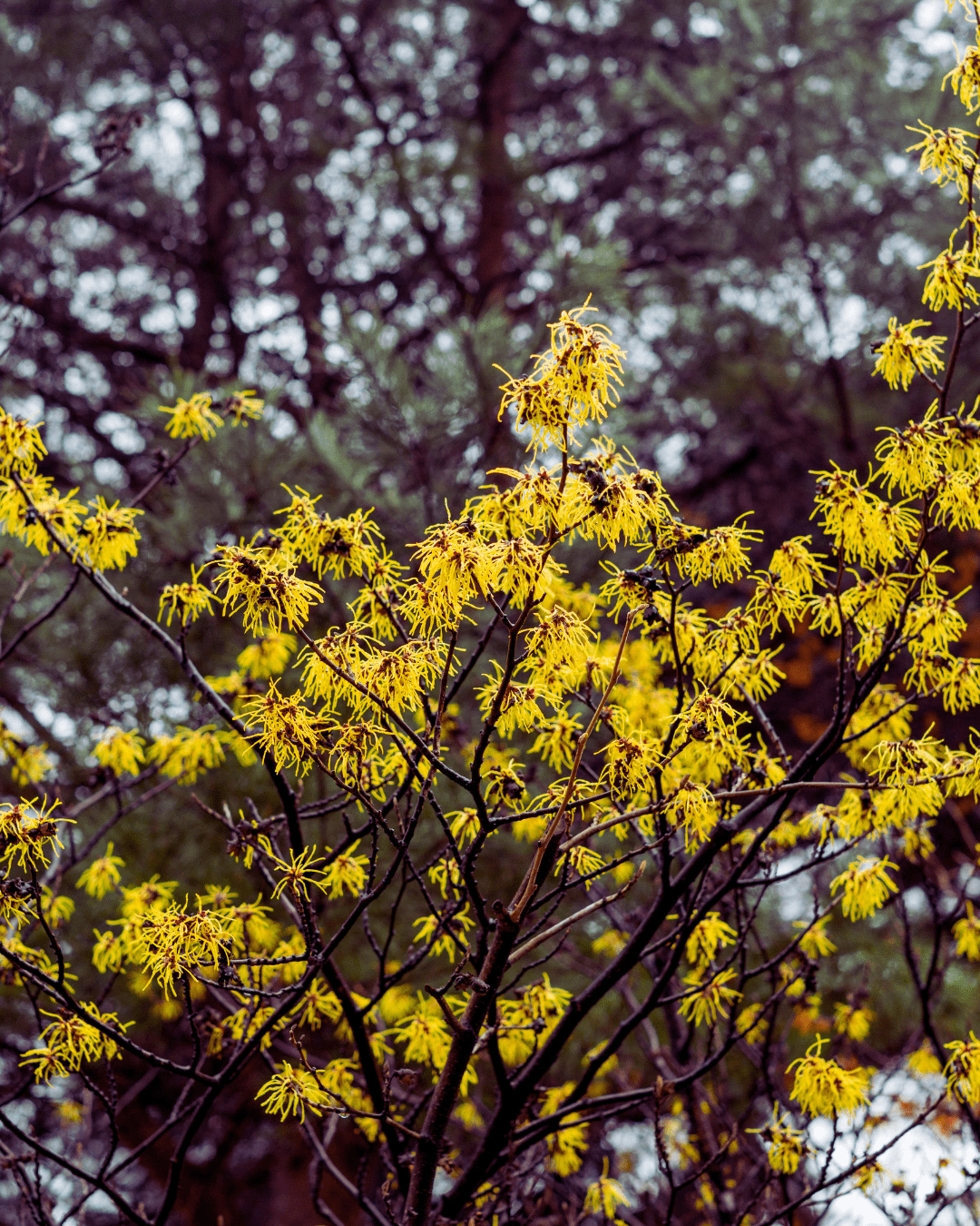 garden restoration techniques