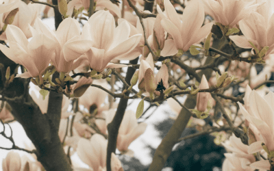 Why Older Gardens Need a Different Pruning Philosophy Than Young Ones