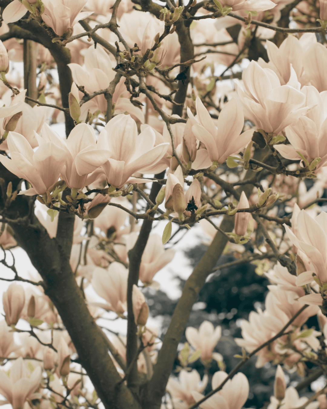 established garden planting