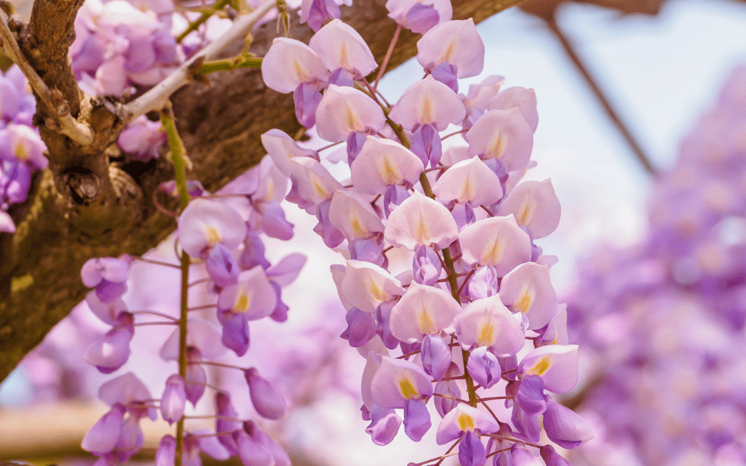 Taming the Beautiful Beast: Getting the Best from Wisteria
